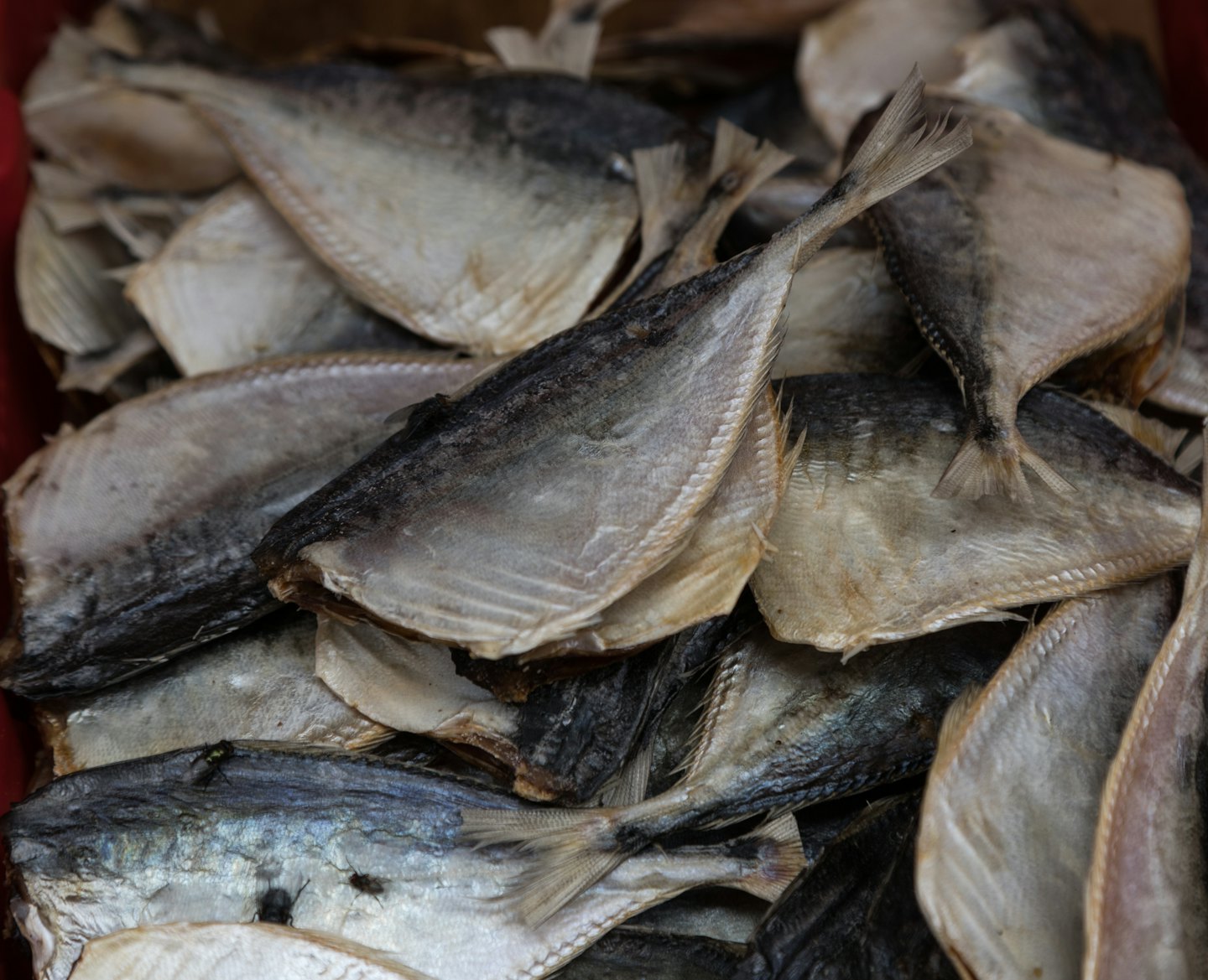 Pile of dried and flattened fish with two flies on top.